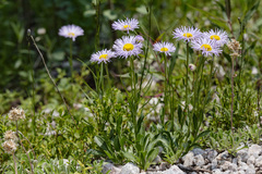 Erigeron formosissimus