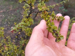 Berberis actinacantha