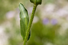 Erigeron formosissimus