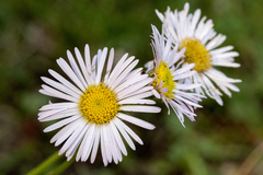 Erigeron eximius