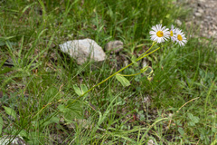 Erigeron eximius