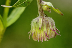 Erigeron eximius