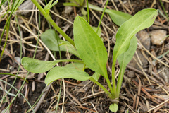 Erigeron eximius