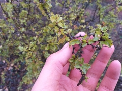Berberis actinacantha