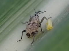 Geraeus penicillus