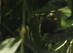 Premnoplex brunnescens