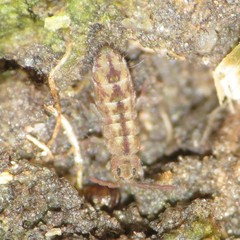 Isotomurus palustris