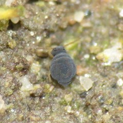 Sminthurinus atrapallidus