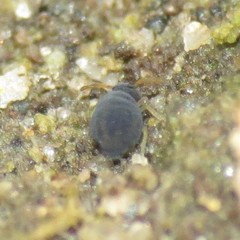 Sminthurinus atrapallidus