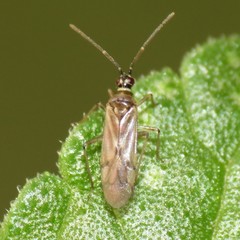 Dicyphini
