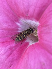 Eupeodes fumipennis