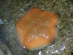 Meridiastra mortenseni