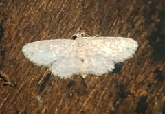 Idaea tacturata
