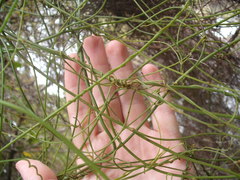 Cassytha paniculata