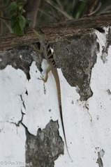 Anolis roquet salinei