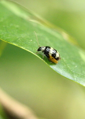 Monolepta cavipennis