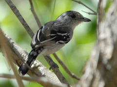 Thamnophilus pelzelni