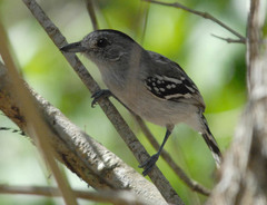 Thamnophilus pelzelni