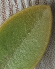 Veronica canterburiensis