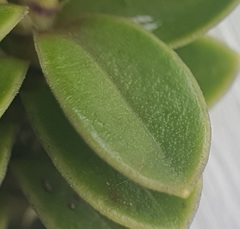 Veronica canterburiensis