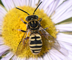 Triepeolus helianthi