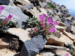 Collomia debilis debilis