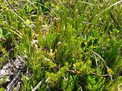 Diphasiastrum alpinum