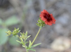 Potentilla thurberi
