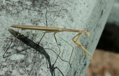 Tenodera blanchardi