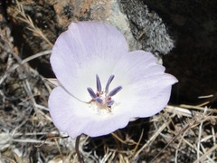 Calochortus invenustus