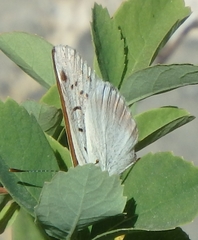 Tharsalea rubidus