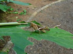 Abracris flavolineata