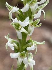 Platanthera yadonii