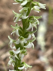 Platanthera yadonii