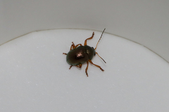 Basilepta fulvipes