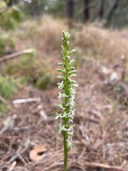 Platanthera yadonii