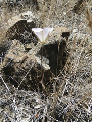 Calochortus invenustus