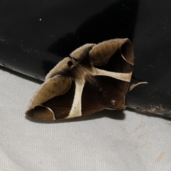 Bastilla fulvotaenia