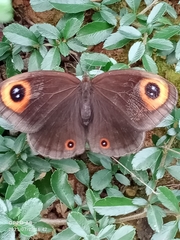 Callerebia polyphemus