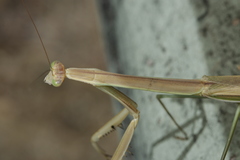 Tenodera blanchardi