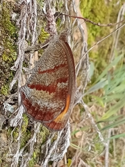 Callerebia polyphemus