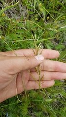 Helictotrichon desertorum