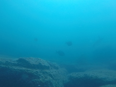 Prionurus microlepidotus