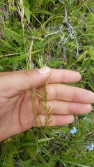 Helictotrichon desertorum