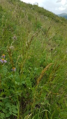 Helictotrichon desertorum