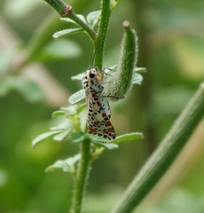 Utetheisa pulchelloides vaga