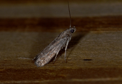 Eurythmia angulella