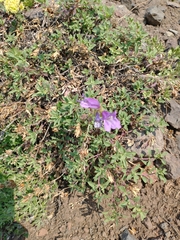 Penstemon davidsonii praeteritus