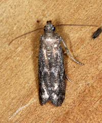 Eurythmia angulella