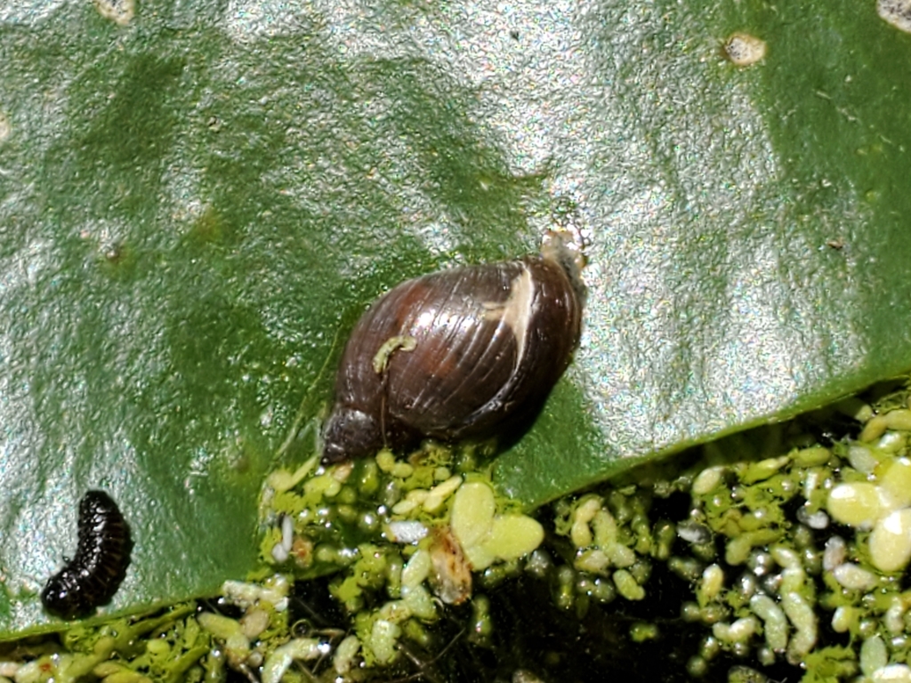 Rotund Physa